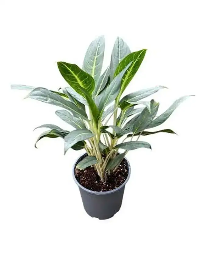 Aglaonema White Lance