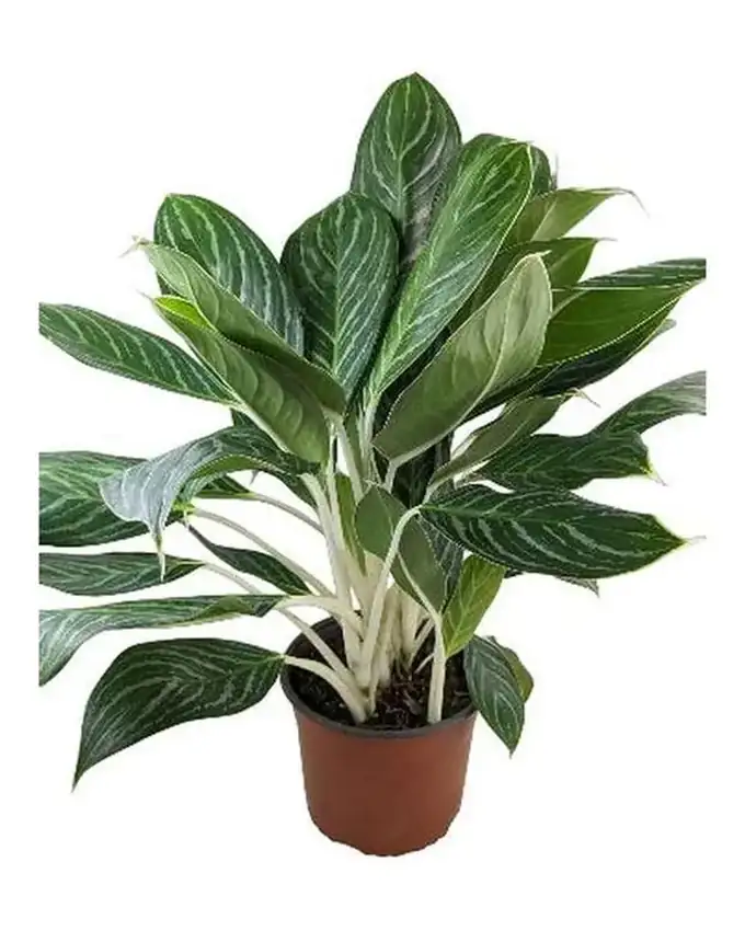Aglaonema Key Lime