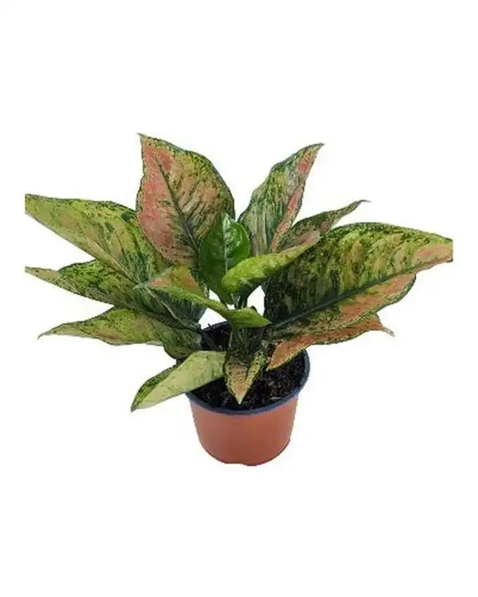 Aglaonema Kiwi