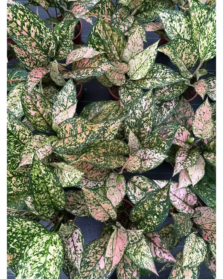 Aglaonema Lady Valentine 17 cm