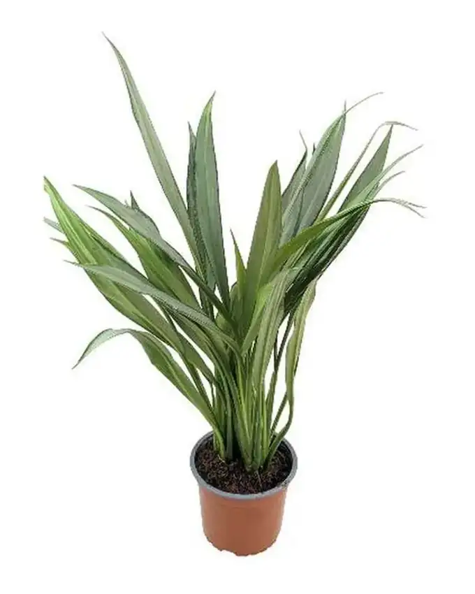 Aglaonema Pincel Plateado