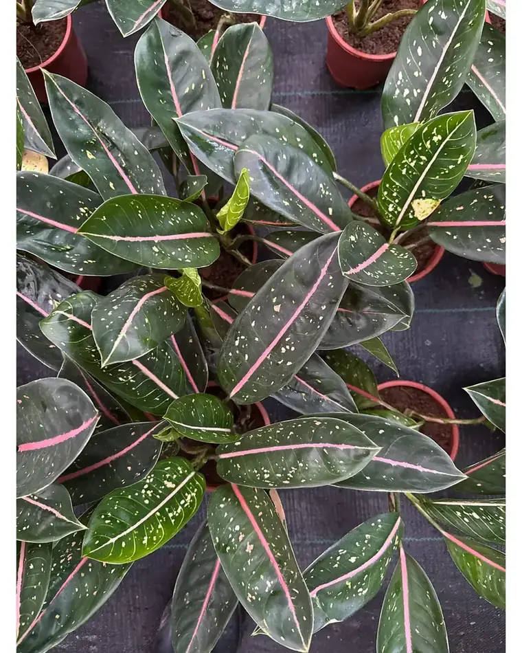 Aglaonema Pink Moon 17 cm