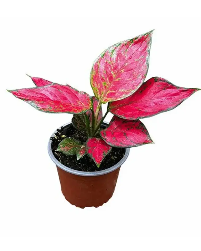Aglaonema Princess Julia 15 cm