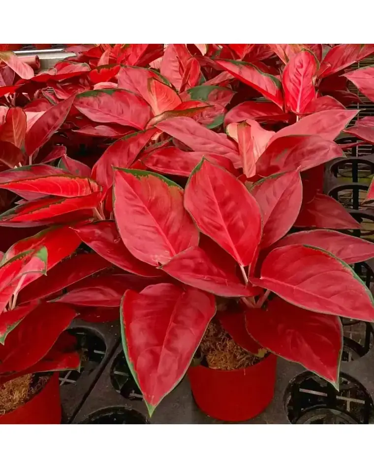 Aglaonema Suksom 15 cm