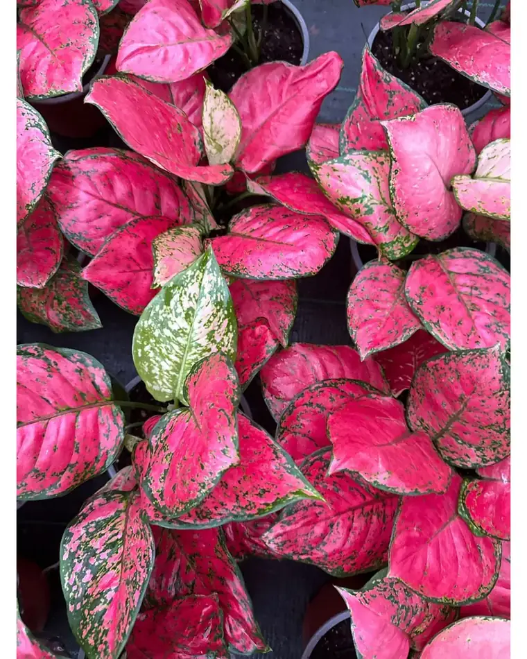 Aglaonema