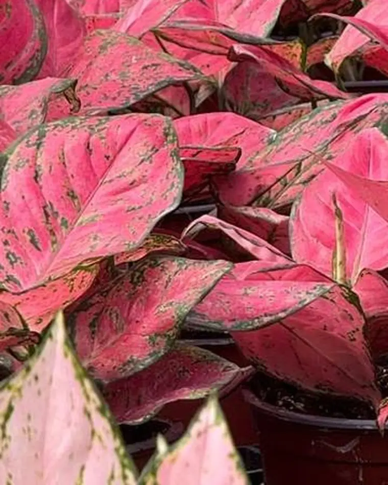 Aglaonema Valentina High Color 15 cm