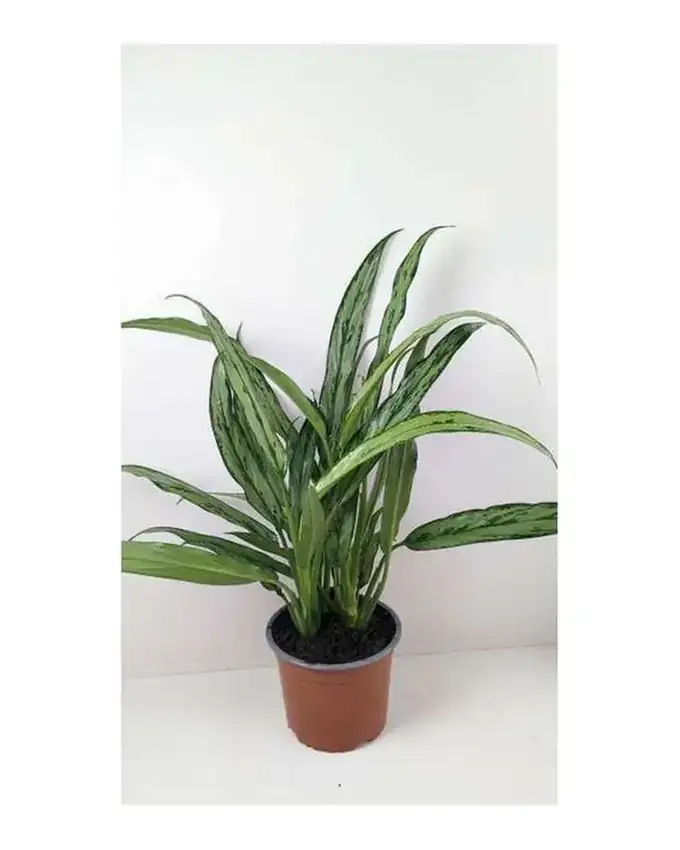 Aglaonema Verde Limón