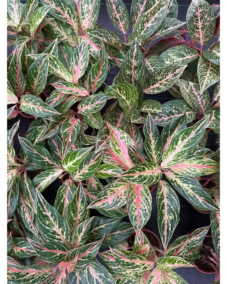 Aglaonema Widuri 17 cm