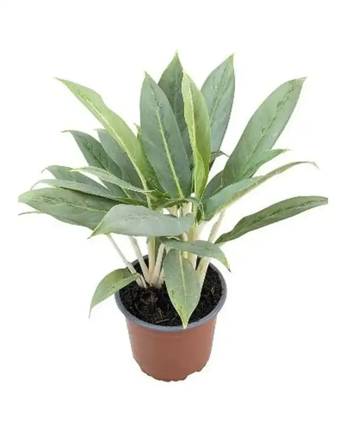 Aglaonema White Lance