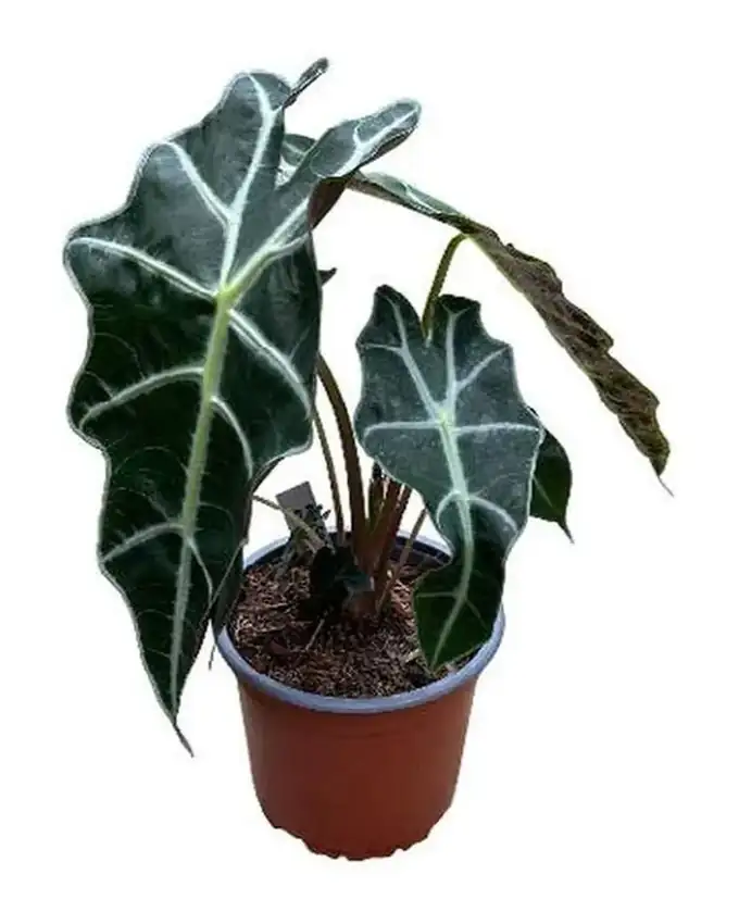 Alocasia Amazónica