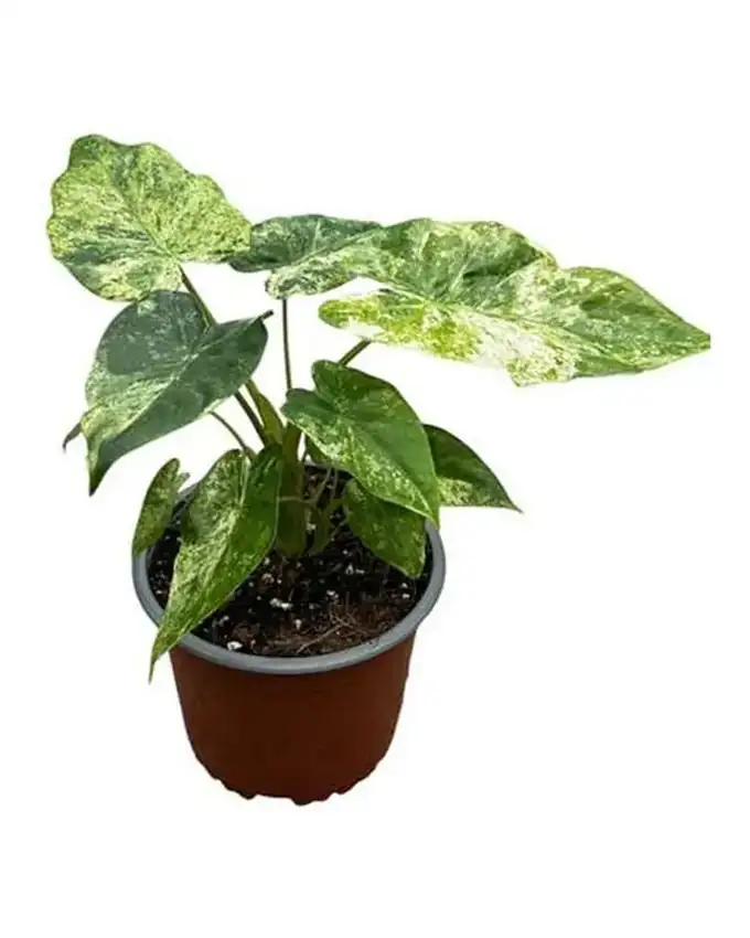 Alocasia Giant Dragón