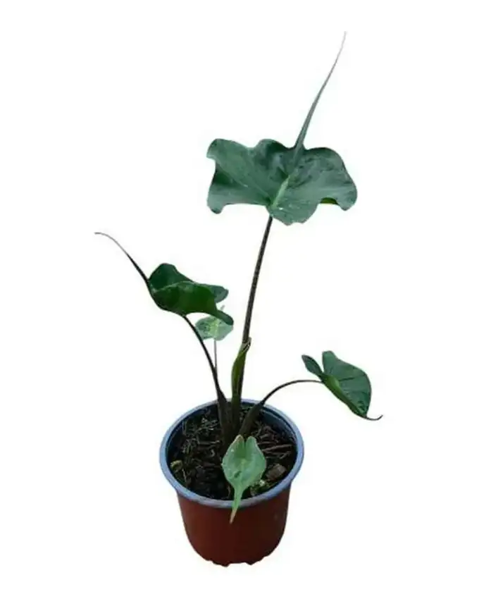Alocasia Stingray