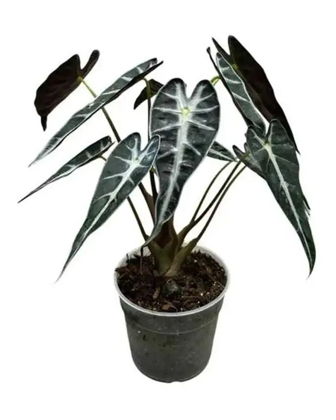 Alocasia Bambino