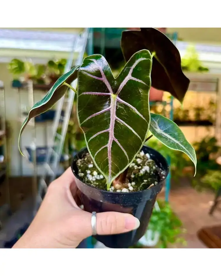Alocasia Purple Vein