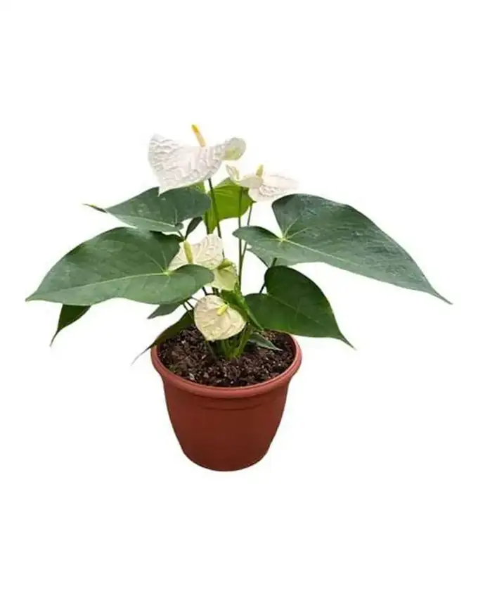 Anthurio Blanco