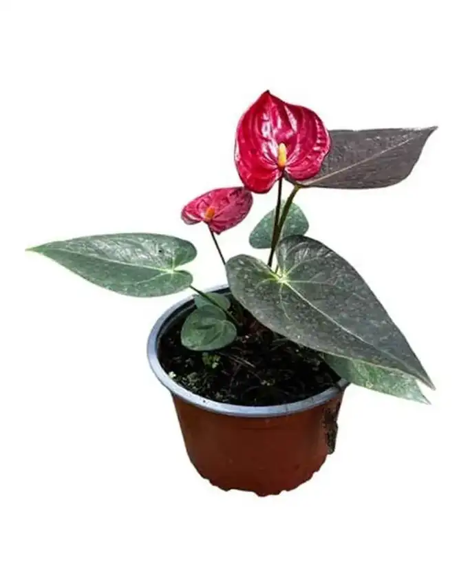 Anthurio Rojo Delicata