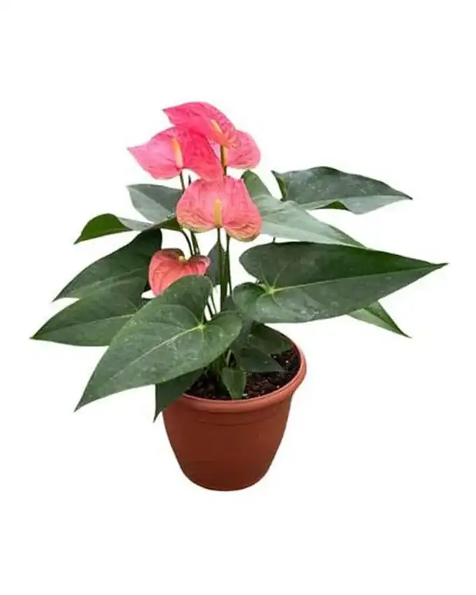 Anthurio Rosado