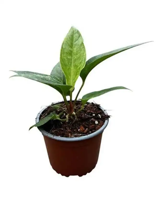 Anthurio Hookerii