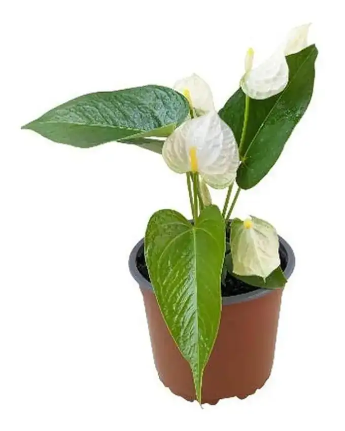 Anthurio Hollanda Blanco
