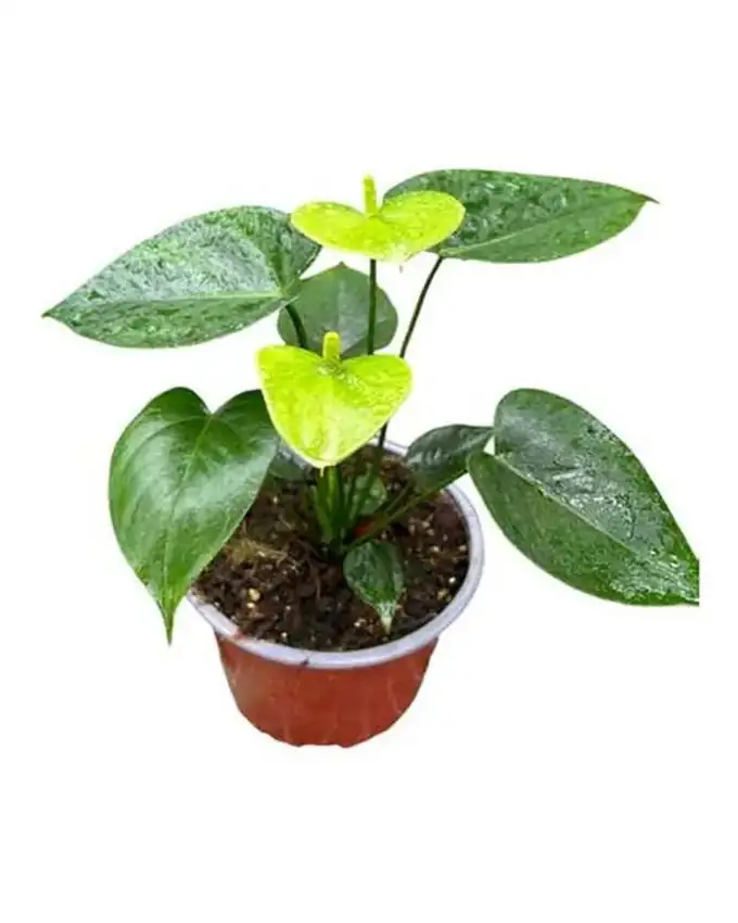Anthurio Hollanda Green