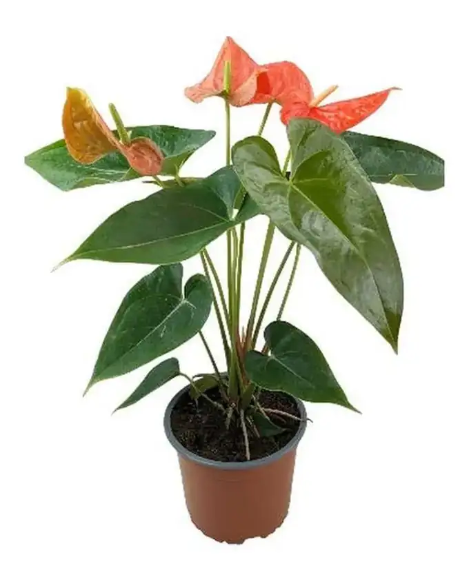 Anthurio Hollanda Naranja