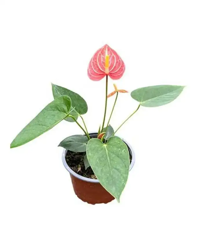 Anthurio Hollanda Rayado Naranja