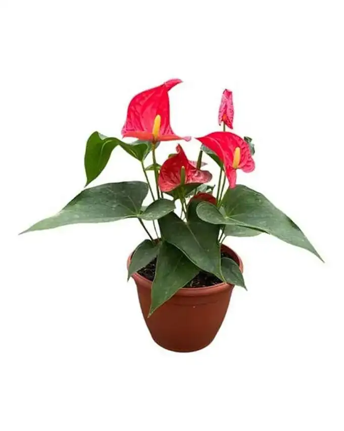 Anthurio Hollanda Rojo
