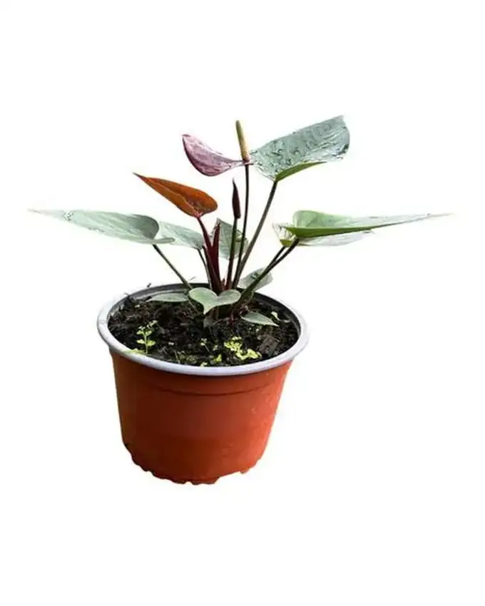 Anthurio Mocca
