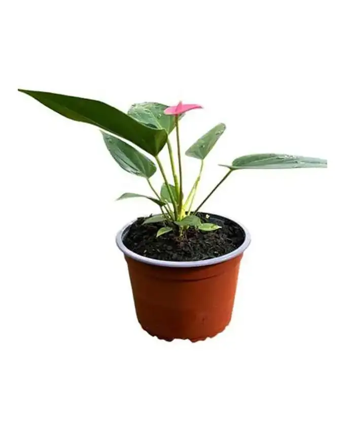 Anthurio Pink Lady