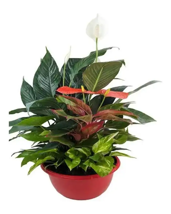 Aphelandra Arreglo Spathyphillum