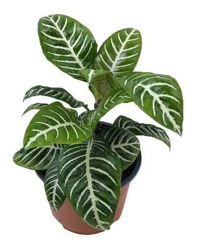 Aphelandra Verde