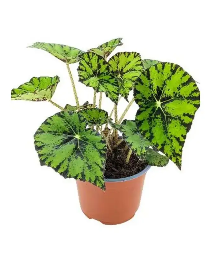 Begonia Grandiflora Rex