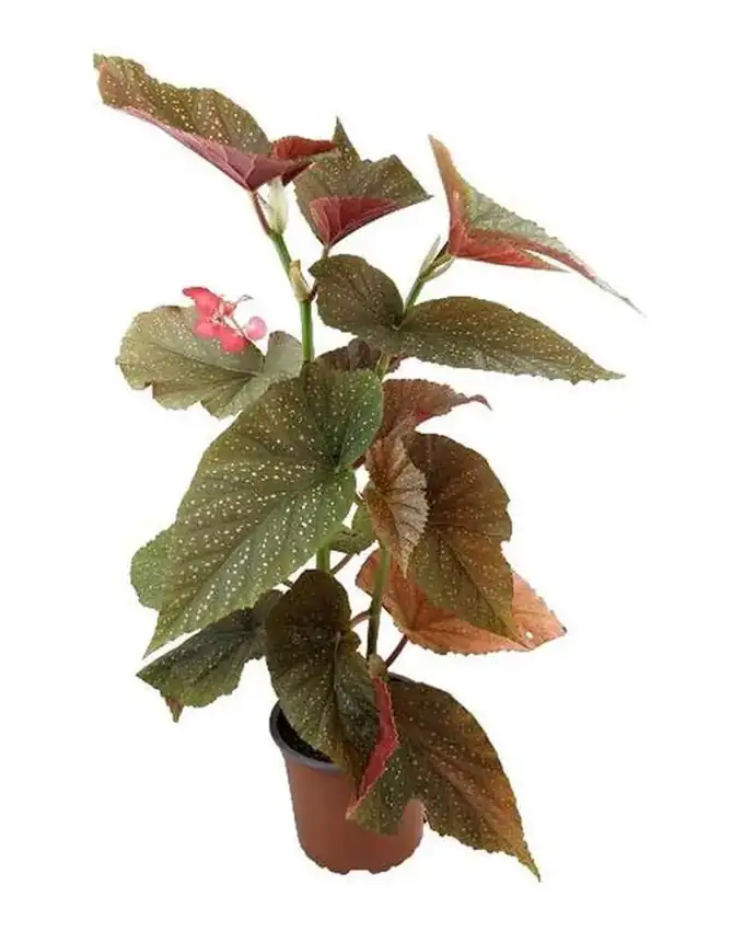 Begonia