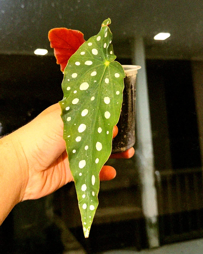 Begonia Maculata 10 cm