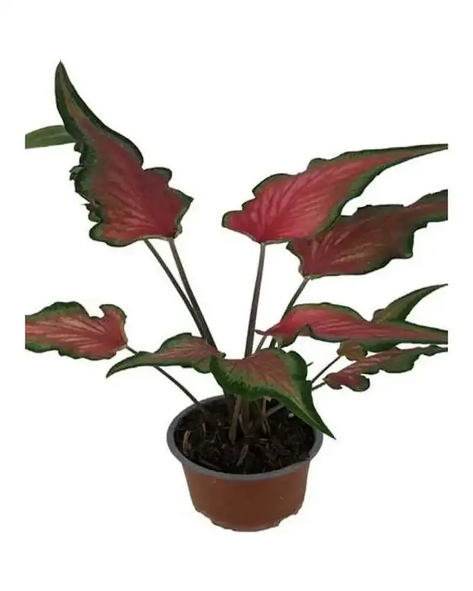 Caladium Calidium Lanza Roja