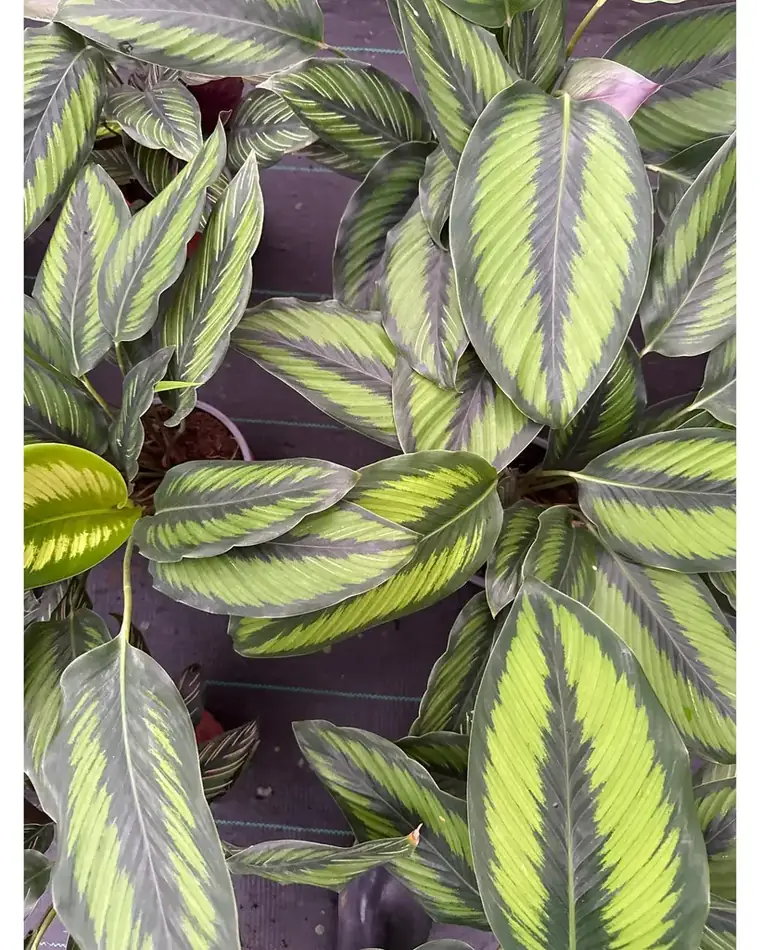 Calathea Beauty Star 21cm