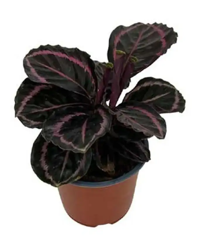 Calathea Princess Jessie