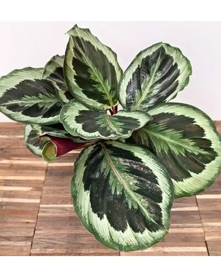 Calathea Marion 15 cm