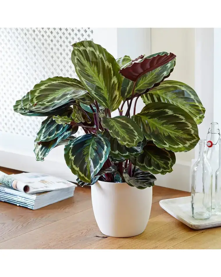 Calathea Medallion 15 cm