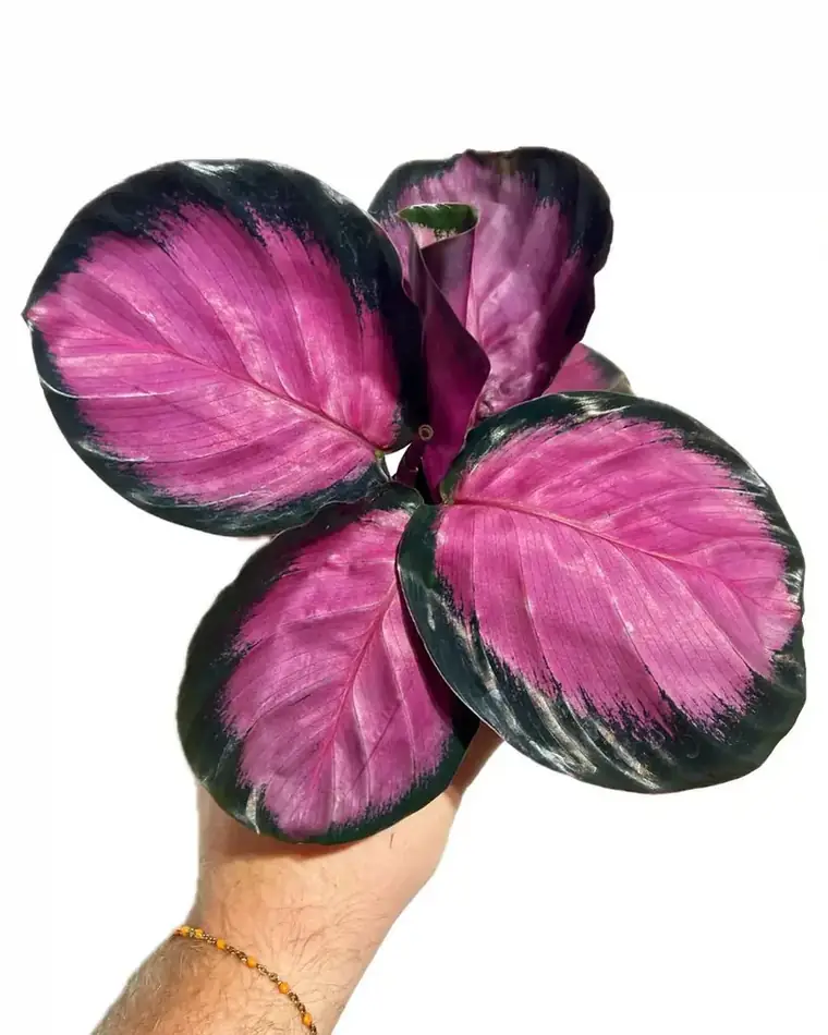 Calathea Rosy 15cm