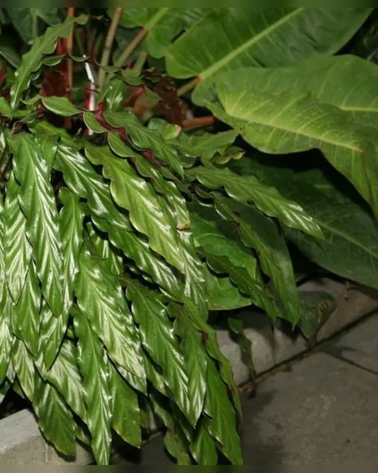 Calathea Rufybarba 15 cm