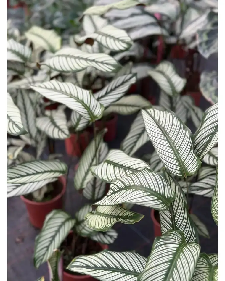 Calathea White Star 12cm