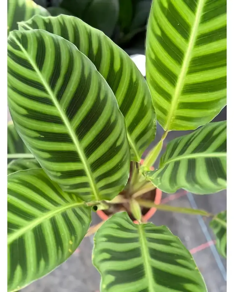 Calathea Zebrina 12 cm
