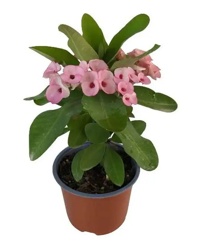 Corona de Cristo Fuchsia