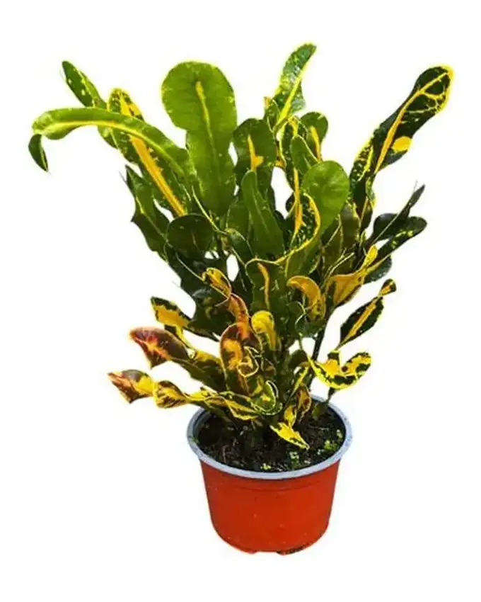 Croton Amarillo