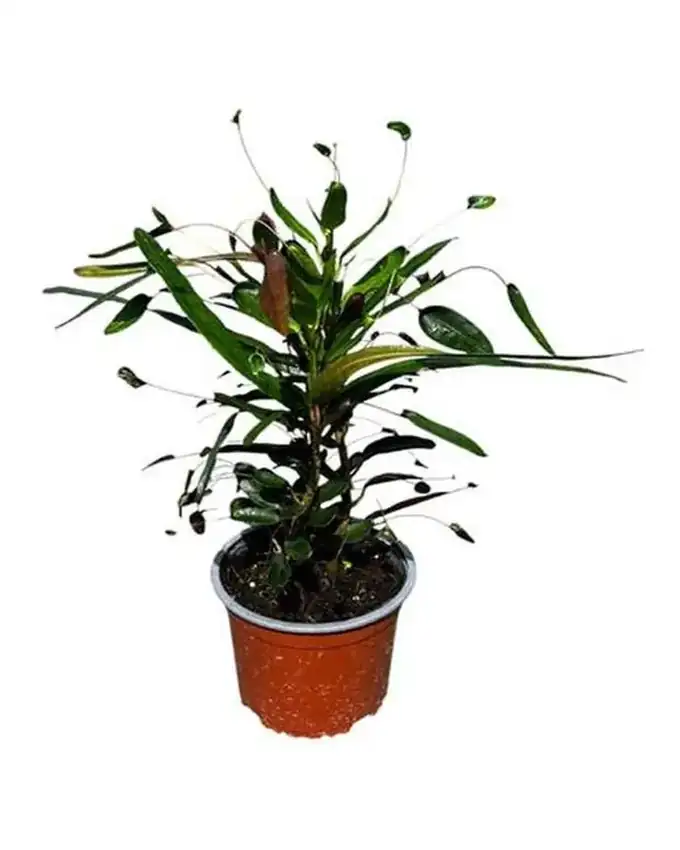 Croton Campanita