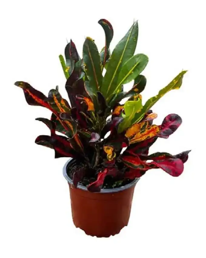 Croton Mammy