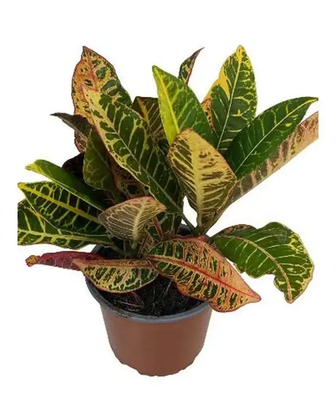 Croton Petra