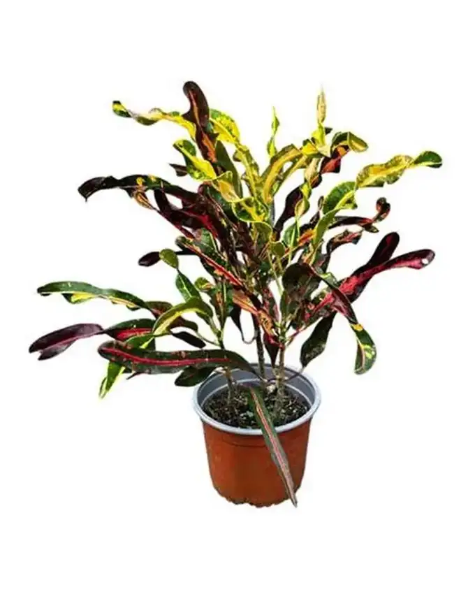 Croton Tornillo Rojo