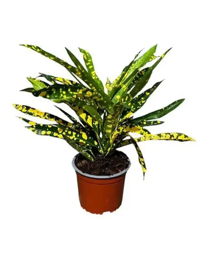 Croton Zanzibar Amarillo
